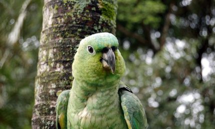 Lora bird Costa Rica